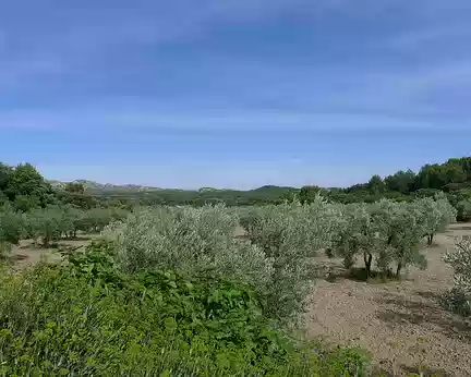 024 Les champs d'oliviers entourant Maussane.